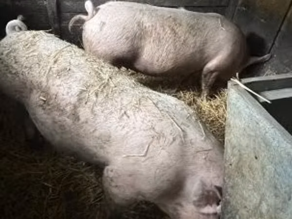 Scroafă, Porci