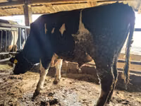 Bou, Russian Black pied cattle — foto 1
