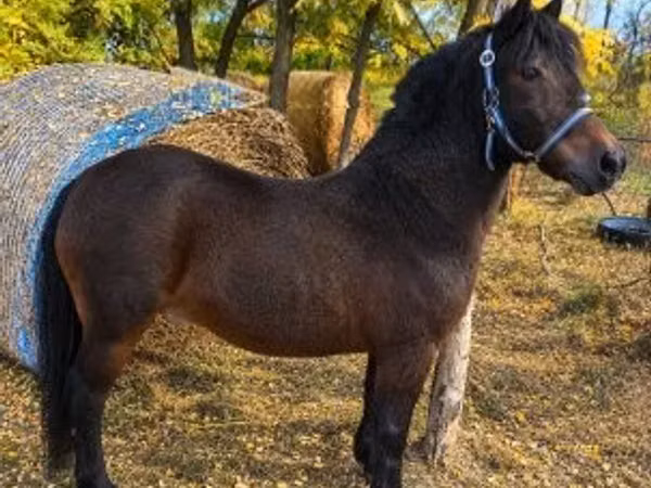 At, Atlar