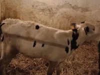 Taureau, Russian Black pied cattle — photo 2