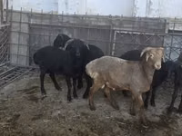 भेड़, भेड़ — फ़ोटो 1