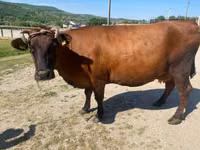 Vaca, Russian Black pied cattle — foto 3