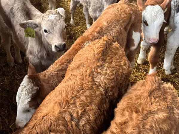 Qoramol (partiya, jinsi ko‘rsatilmagan), Simmental cattle