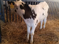 Bulle, Russian Black pied cattle — Foto 4