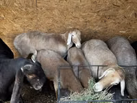 母羊, Arashan sheep — 照片 8