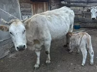 Sigir, Swiss cattle — 5-rasm