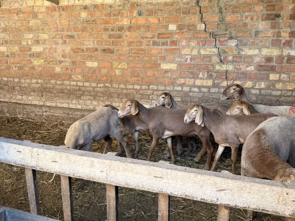 भेड़, Hissar sheep