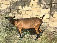 Ziege, Alpine goat — Foto 3