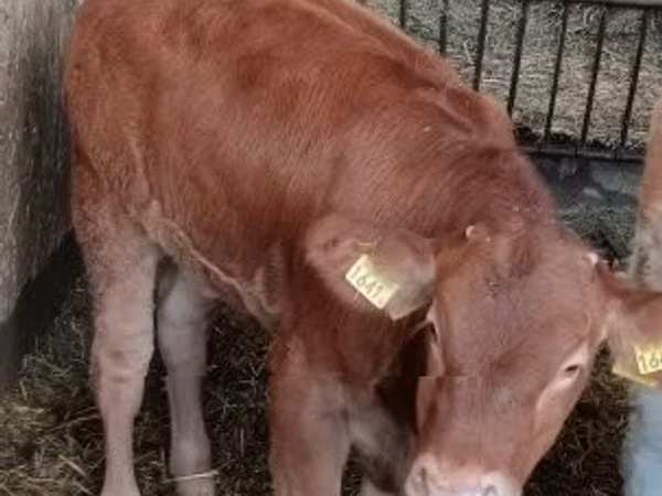 Bull, Limousin cow