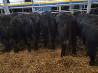 Bou, Aberdeen-Angus — foto 6