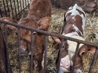 Toro, Simmental cattle — foto 4