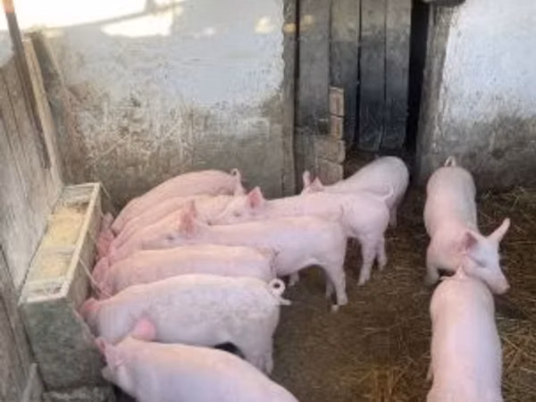Scroafă, Porci