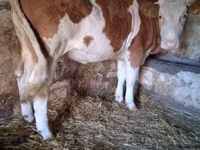 Sigir, Simmental cattle — 1-rasm