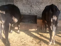 Sigir, Russian Black pied cattle — 2-rasm