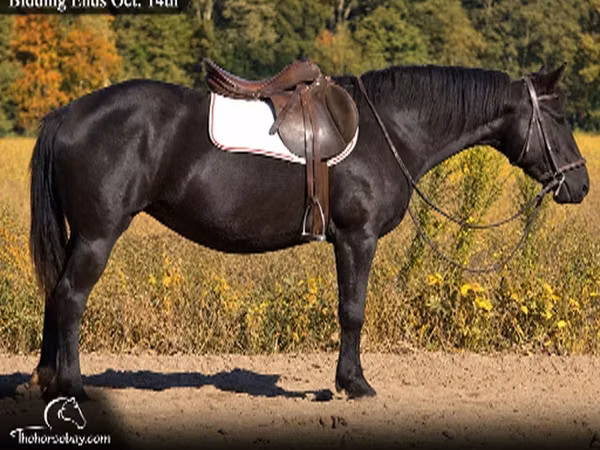 فرس, Percheron