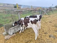 İnək, Mal-qara — foto 2