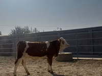 मवेशी (लॉट, लिंग निर्दिष्ट नहीं), Simmental cattle — फ़ोटो 3