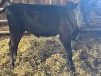 Vacă, Bovine — foto 4