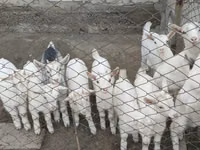 عنزة, Saanen goat — الصورة 4