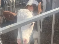 Bou, Simmental cattle — foto 1
