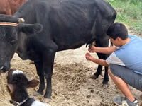 Vaca, Bovinos — foto 6