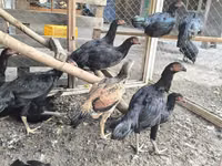 Chickens — الصورة 1