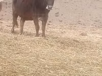 गाय, भूरी कार्पातियन नस्ल — फ़ोटो 2