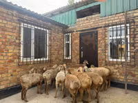 Carnero, Rhon sheep — foto 3