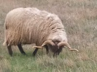 公羊, Sheep — 照片 7