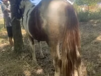 حصان, Indian half-bred — الصورة 3