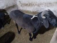 公羊, Sheep — 照片 7