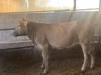 Vaca, Swiss cattle — foto 2