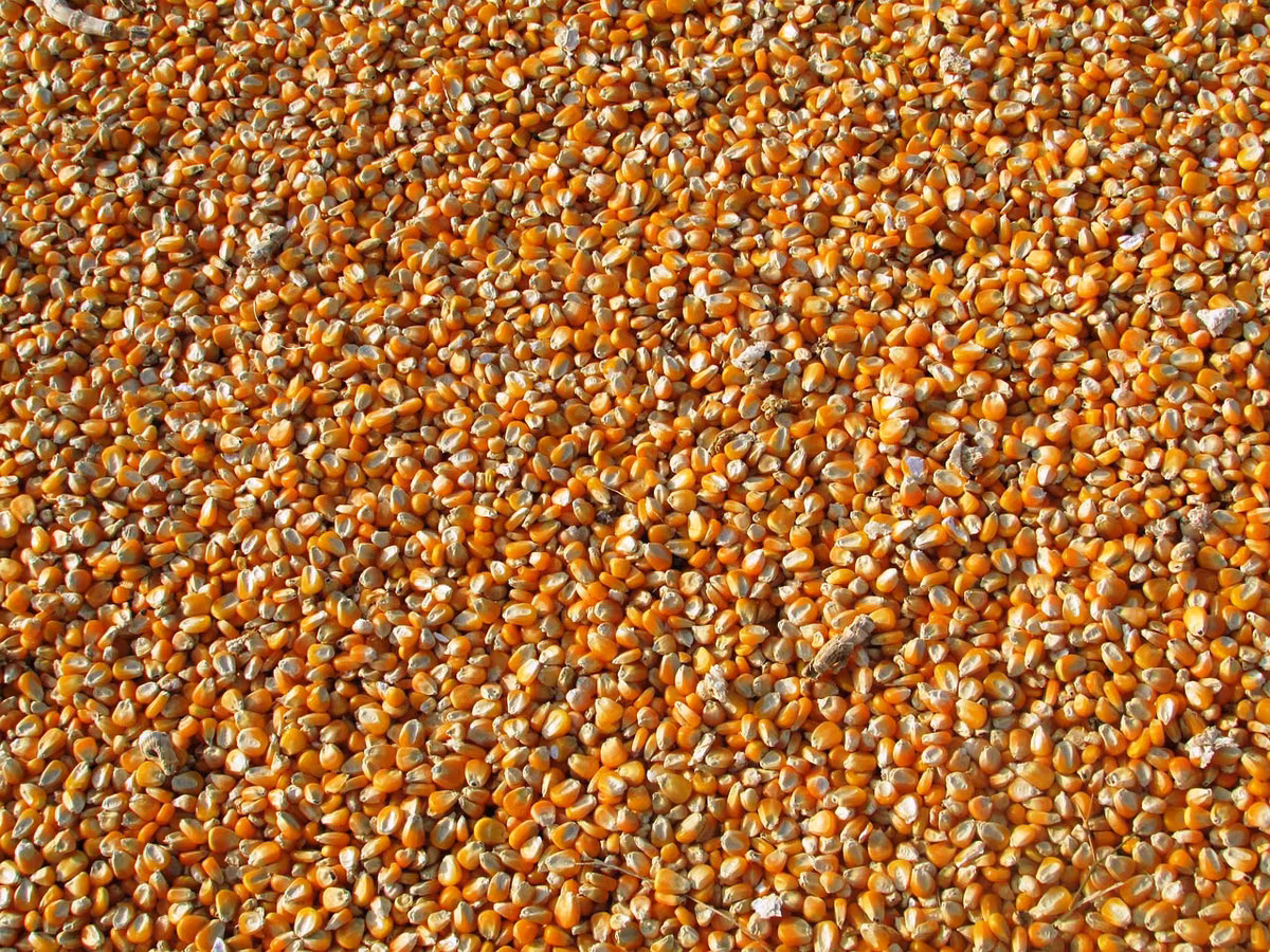 Porumb de la producator- 3,00lei/kg. Fălești. Кукуруза в зернах.