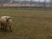 Qoç, Shroshire sheep — foto 4