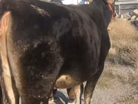 Kuh, Swiss cattle — Foto 1