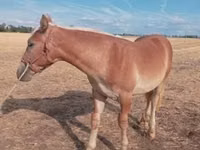 Cavalo, Cavalos — foto 2