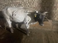 Sigir, Qoramol — 3-rasm