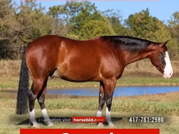 公马, Quarter Horse