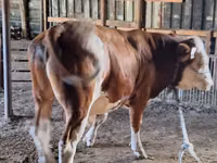 公牛, Cattle — 照片 2