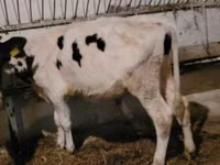 सांड, Simmental cattle — फ़ोटो 3