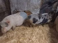 母猪, Pigs — 照片 3