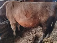 Bulle, Simmental cattle — Foto 5
