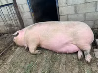 Scroafă, Porci — foto 1