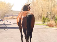 Yegua, Thoroughbred horse — foto 4