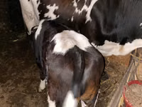 Bulle, Russian Black pied cattle — Foto 3