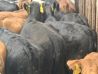 İribuynuzlu mal-qara (partiya, cinsi göstərilməyib), Simmental cattle — foto 7