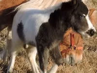 घोड़ा, Miniature horse — फ़ोटो 4