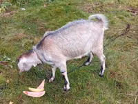 母山羊, Goats — 照片 3