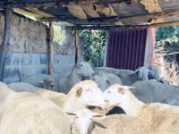 كبش, Merinoland sheep — الصورة 4