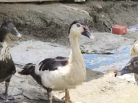 Çin — foto 1
